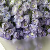 Дельфиниум LAVENDER