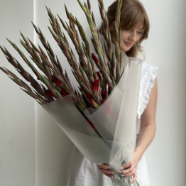 Гладиолусы DARK RED