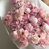 PINK SUGAR