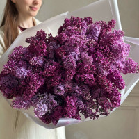 Сирень садовая