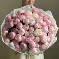 Пионы Gardenia