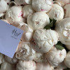 Пионы White
