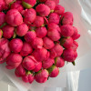 Пионы CORAL